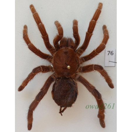 Spider ex. ovo +85mm76